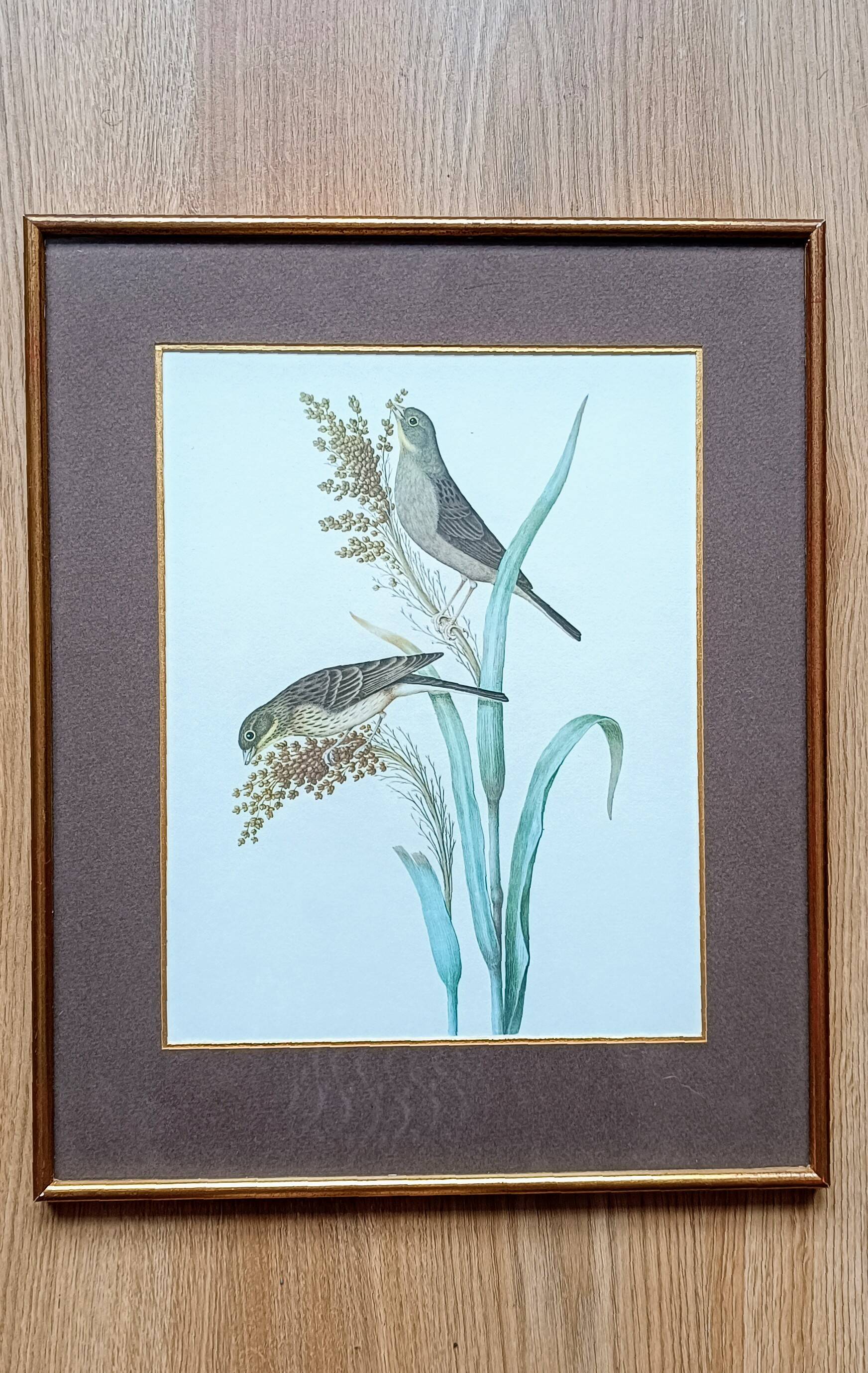 Set of 2 old bird frames, vintage ornithological paintings