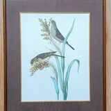 Set of 2 old bird frames, vintage ornithological paintings