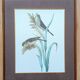 Set of 2 old bird frames, vintage ornithological paintings