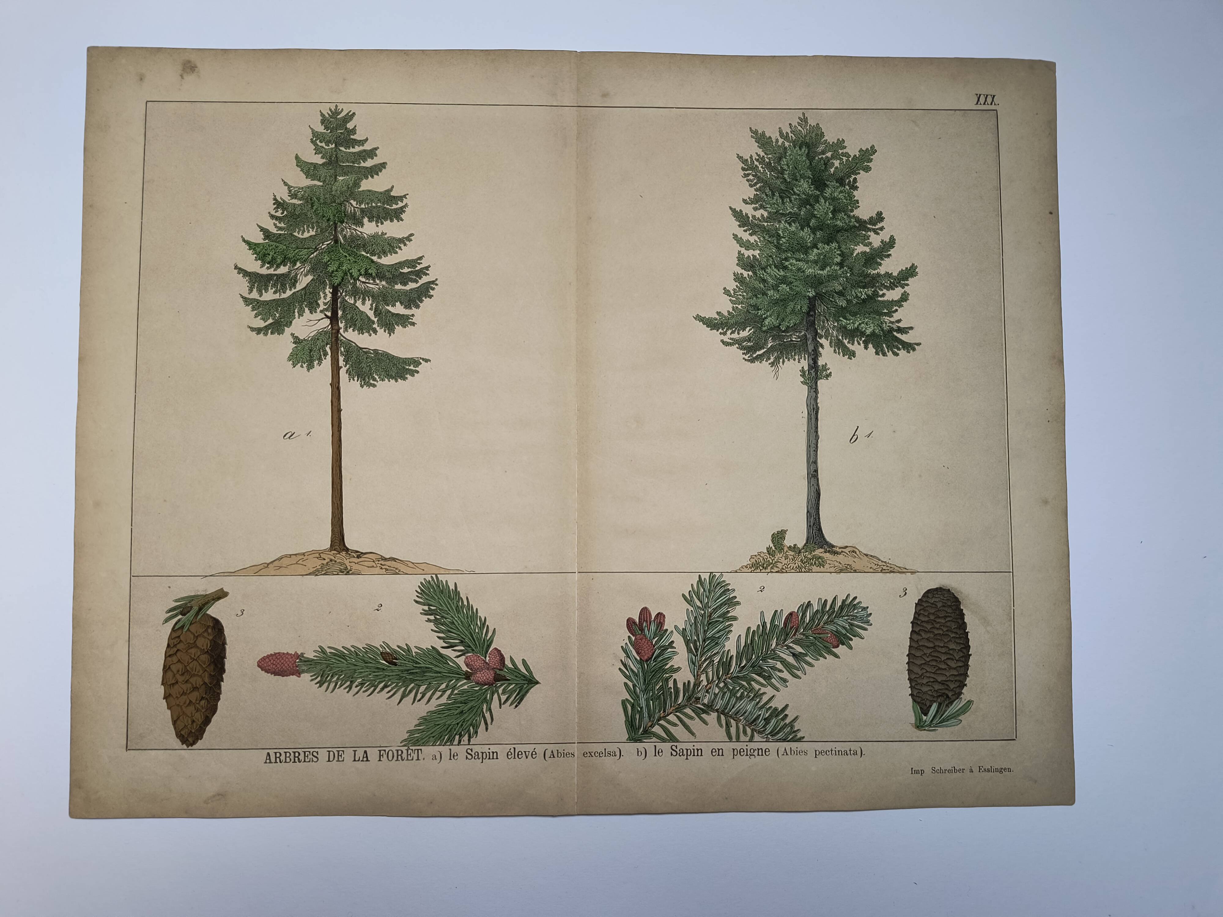Planche botanique 1870 - Sapins - Gravure ancienne arbre