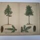 Planche botanique 1870 - Sapins - Gravure ancienne arbre