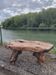 Table basse Brutaliste racine tronc d'arbre en Orme massif 1950s