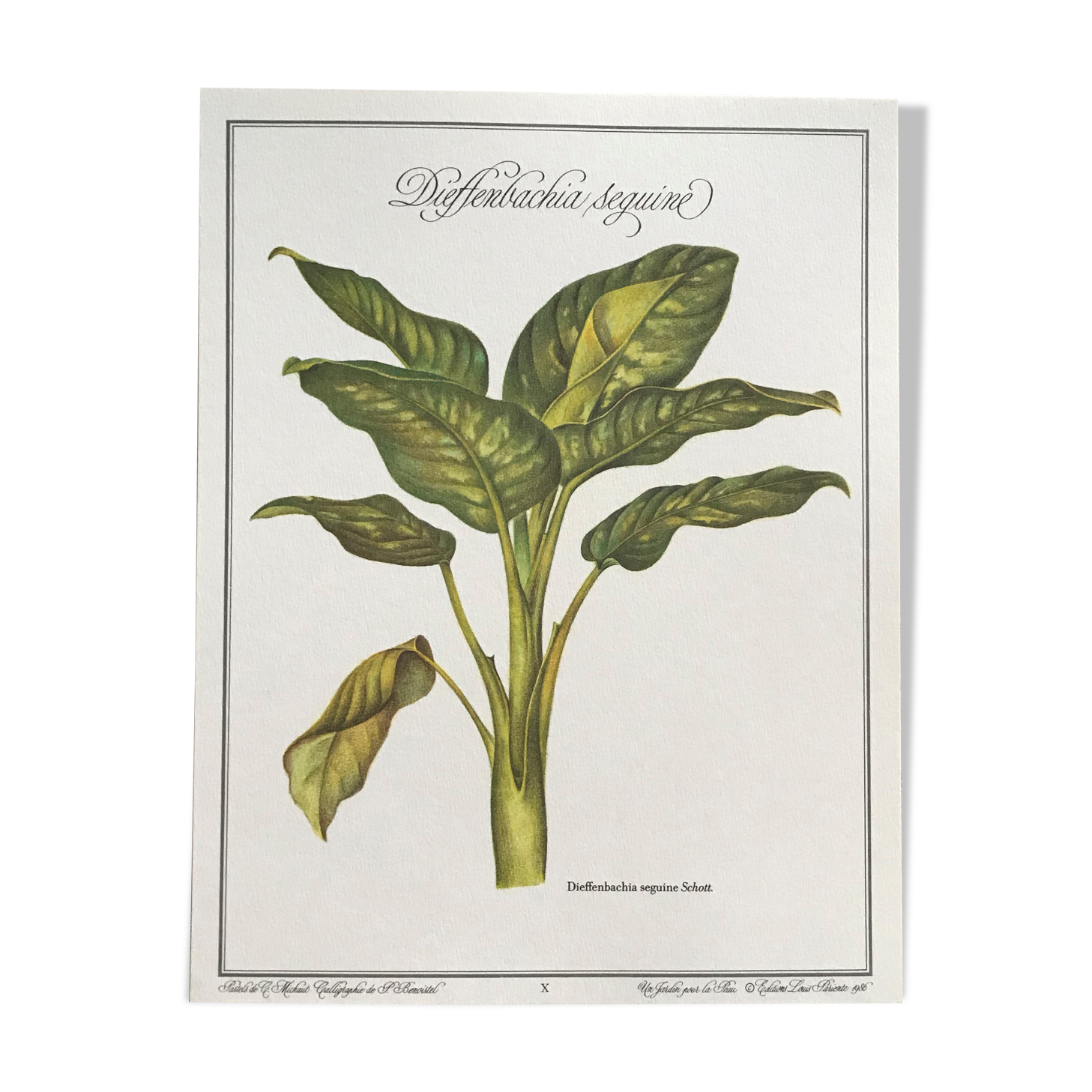 Botanical board Dieffenbachia