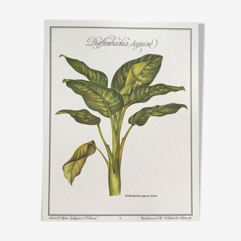 Botanical board Dieffenbachia