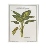 Botanical board Dieffenbachia