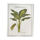 Planche botanique le Dieffenbachia