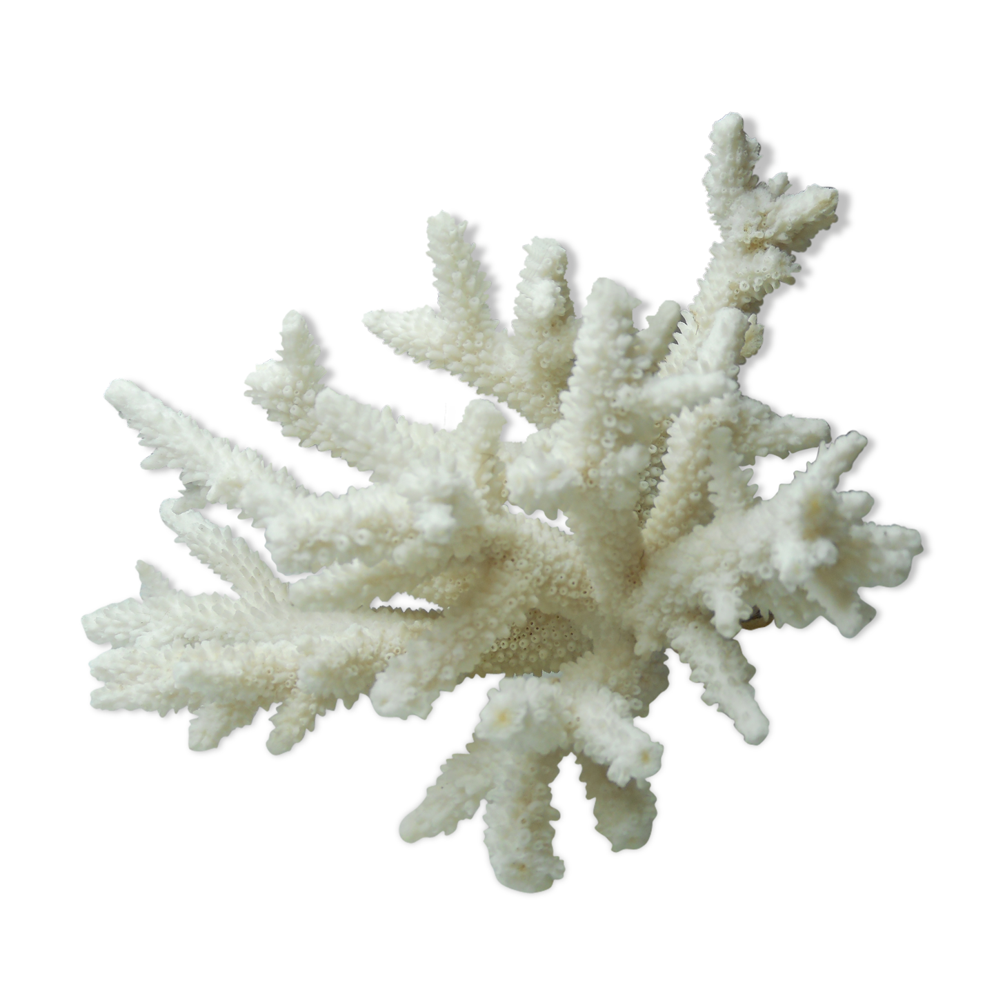 Ancient natural white coral branch