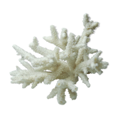 Ancient natural white coral branch