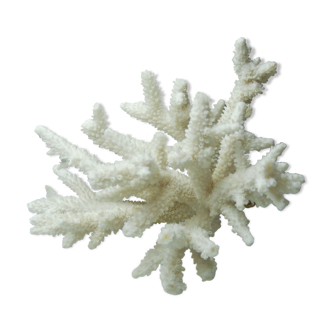 Ancient natural white coral branch