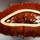 Large ceramic dish 1950s/60s vintage Vallauris