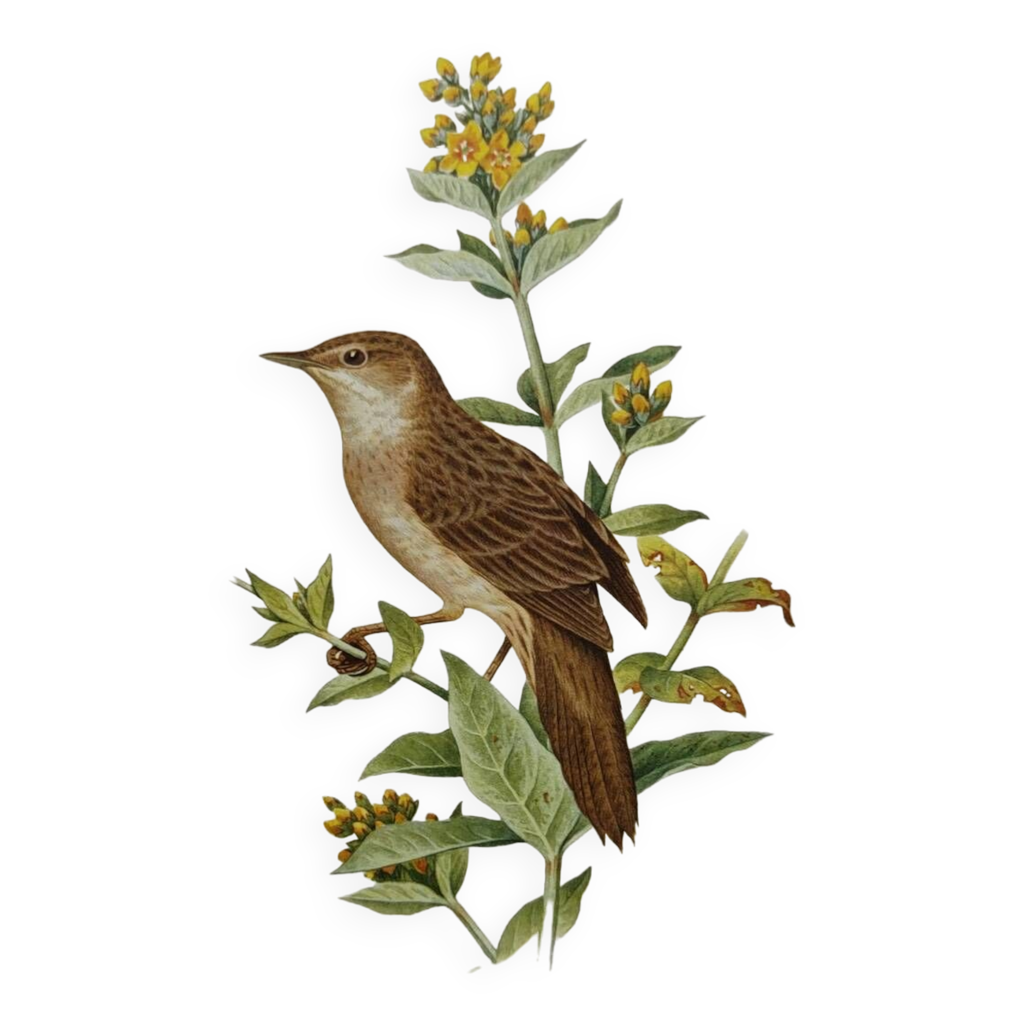 Bird board from the 60s - Locustelle Tachat - Vintage zoological illustration