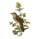 Bird board from the 60s - Locustelle Tachat - Vintage zoological illustration