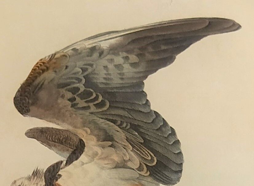 Ornithological board "Le Balbusard - Le Jean-le-Blanc" Buffon 1838