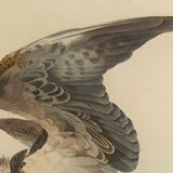 Ornithological board "Le Balbusard - Le Jean-le-Blanc" Buffon 1838