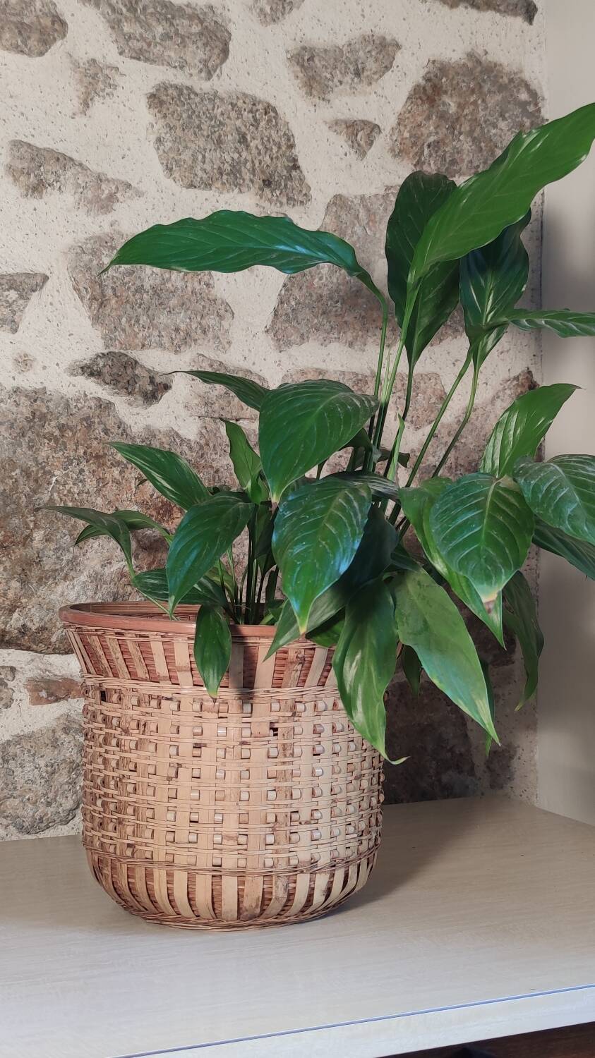 Rattan plant pot