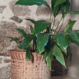 Rattan plant pot