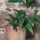 Cache pot en rotin