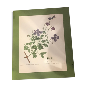 Botanical illustration