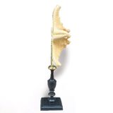 Starfish on turned wooden base, late 19th century - cabinet of curiosities