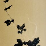 Framed lithograph - extract from the notebook "Les Natugraphies" - Albert de Visscher