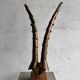 Golden brass sculptural horns on wooden base — modern metal art sculpture, 68.5 cm high