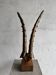 Golden brass sculptural horns on wooden base — modern metal art sculpture, 68.5 cm high
