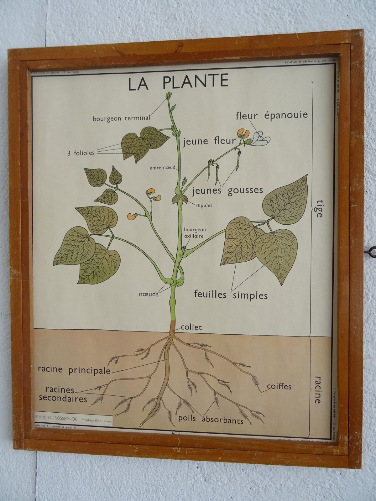 Set of 10 Rossignol posters on plants with frame