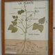 Set of 10 Rossignol posters on plants with frame