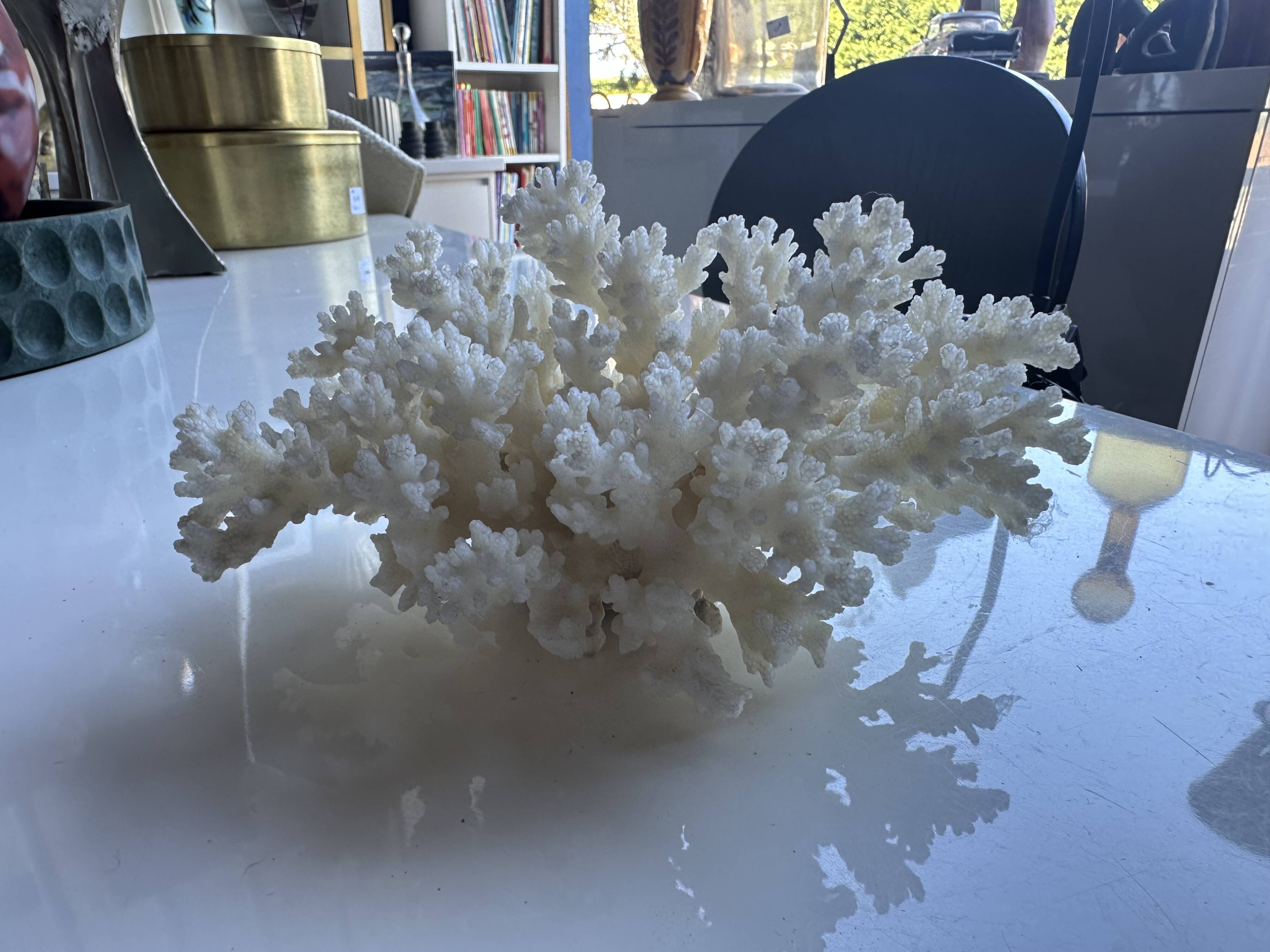 Decorative marine coral