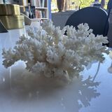 Decorative marine coral