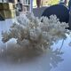 Decorative marine coral