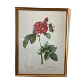 Feared lithograph