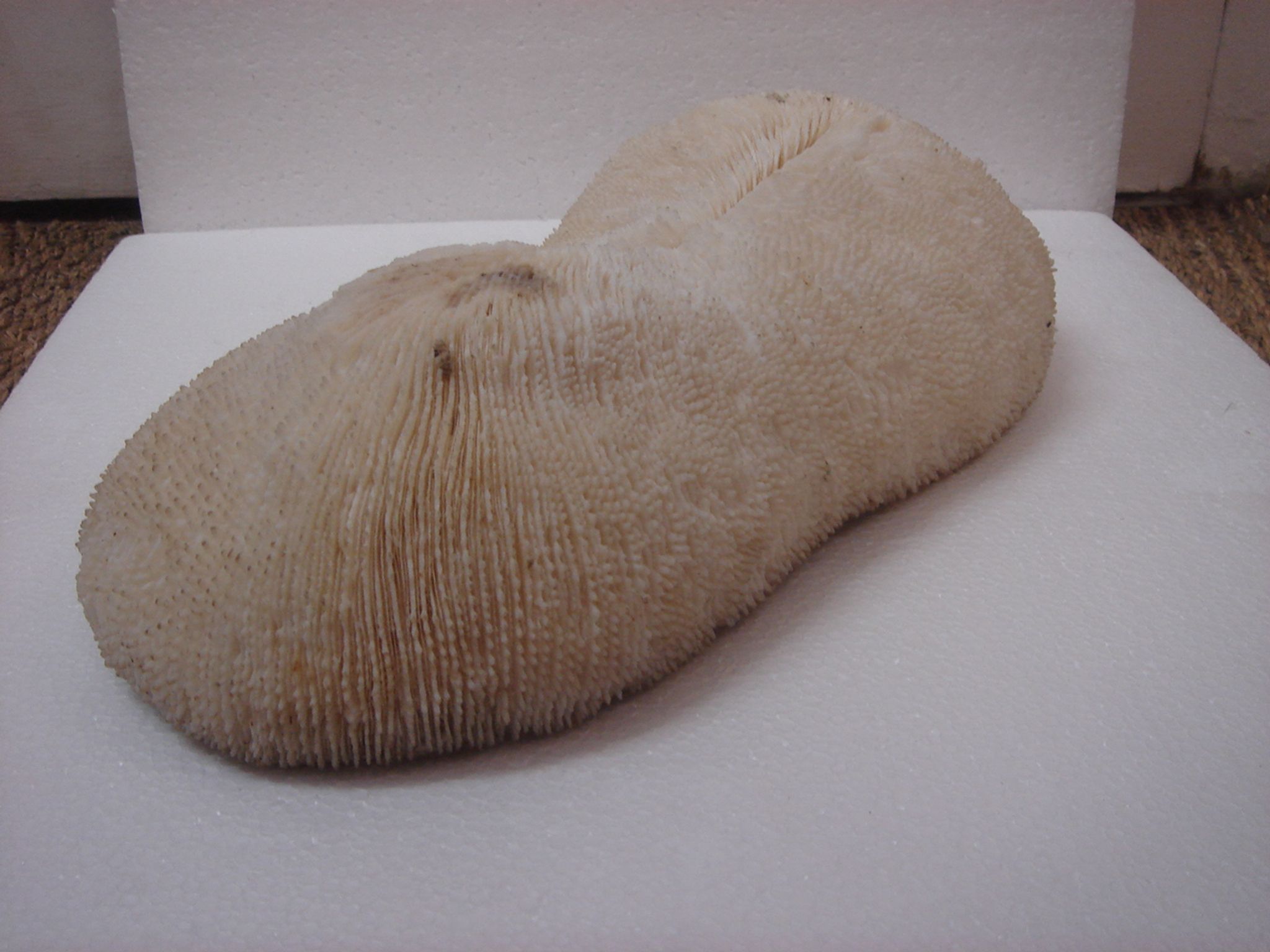 ancient white coral (fungia, coral mushroom)