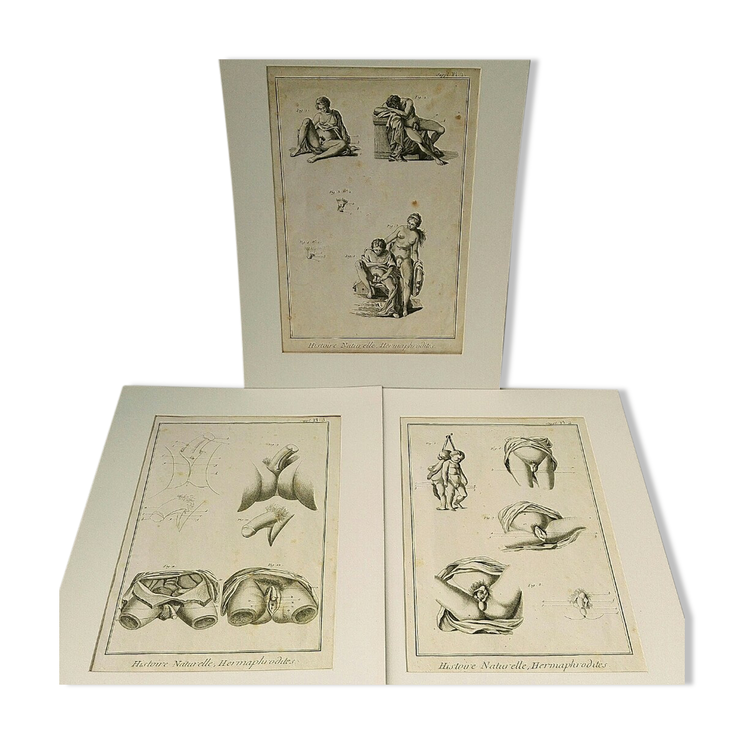 Engravings EIGHTEENth hermaphrodites Diderot cabinet curiosity