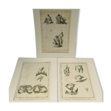 Engravings EIGHTEENth hermaphrodites Diderot cabinet curiosity