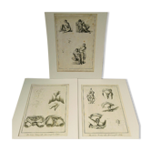 Engravings EIGHTEENth hermaphrodites Diderot cabinet curiosity