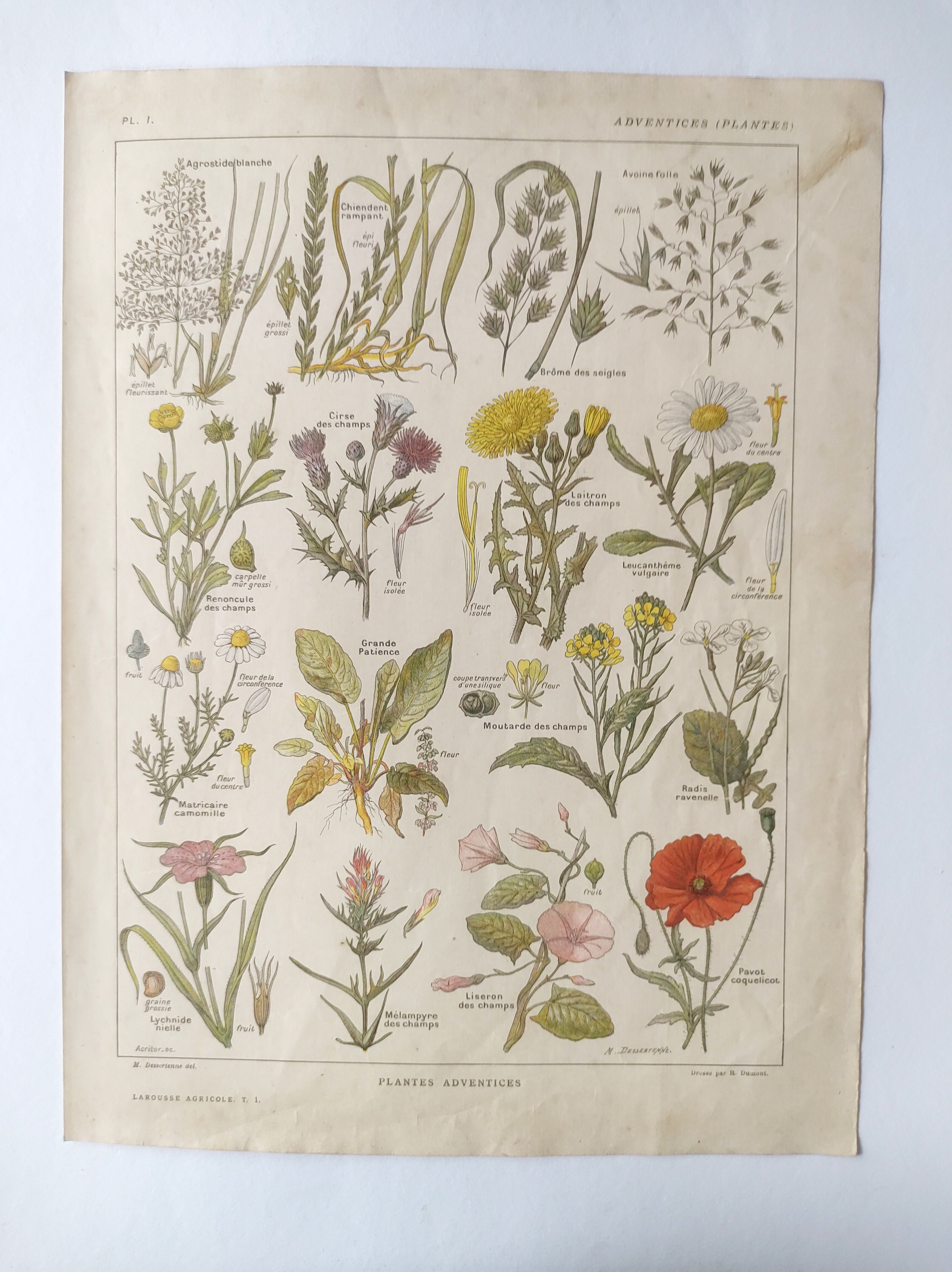 Gravure ancienne • Fleurs et "mauvaises" herbes • Affiche originale de 1922