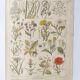 Gravure ancienne • Fleurs et "mauvaises" herbes • Affiche originale de 1922