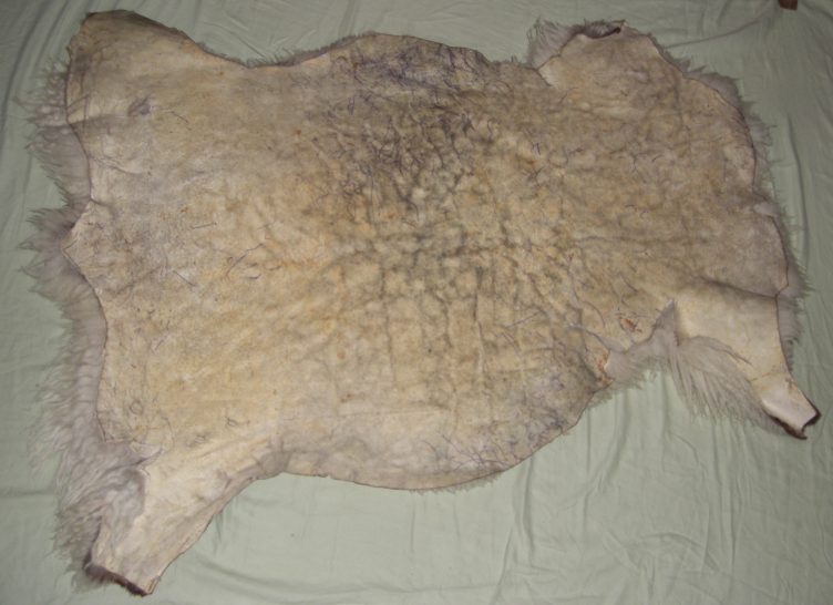 Skin of sheep 100 X 83