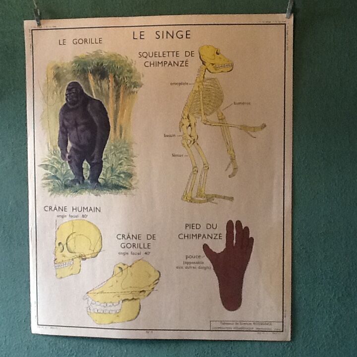 Poster teaching years 60 the monkey / cat