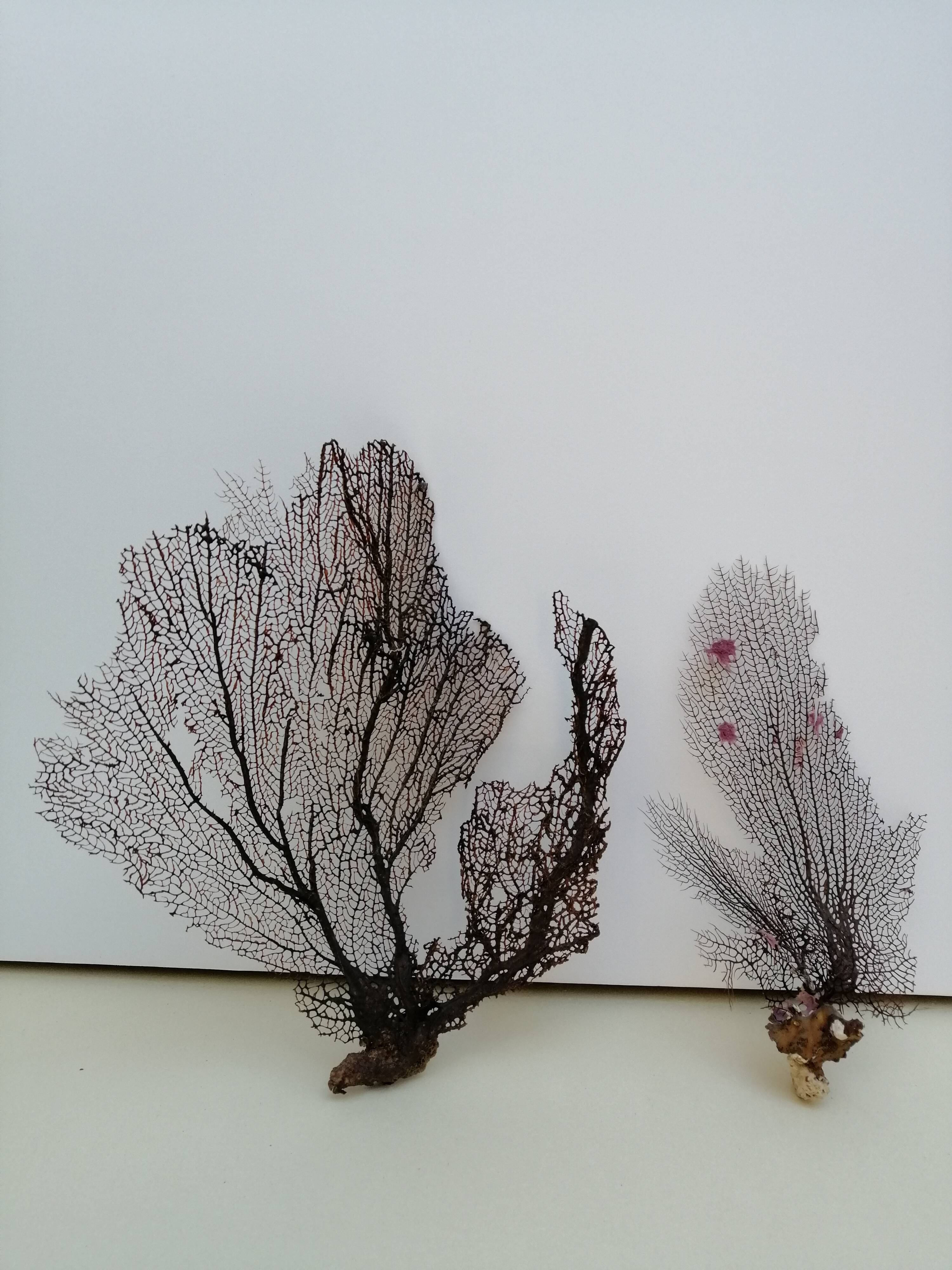 Ancient gorgonian corals