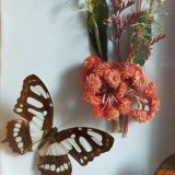Cadre-vitrine aux papillons et fleurs séchées