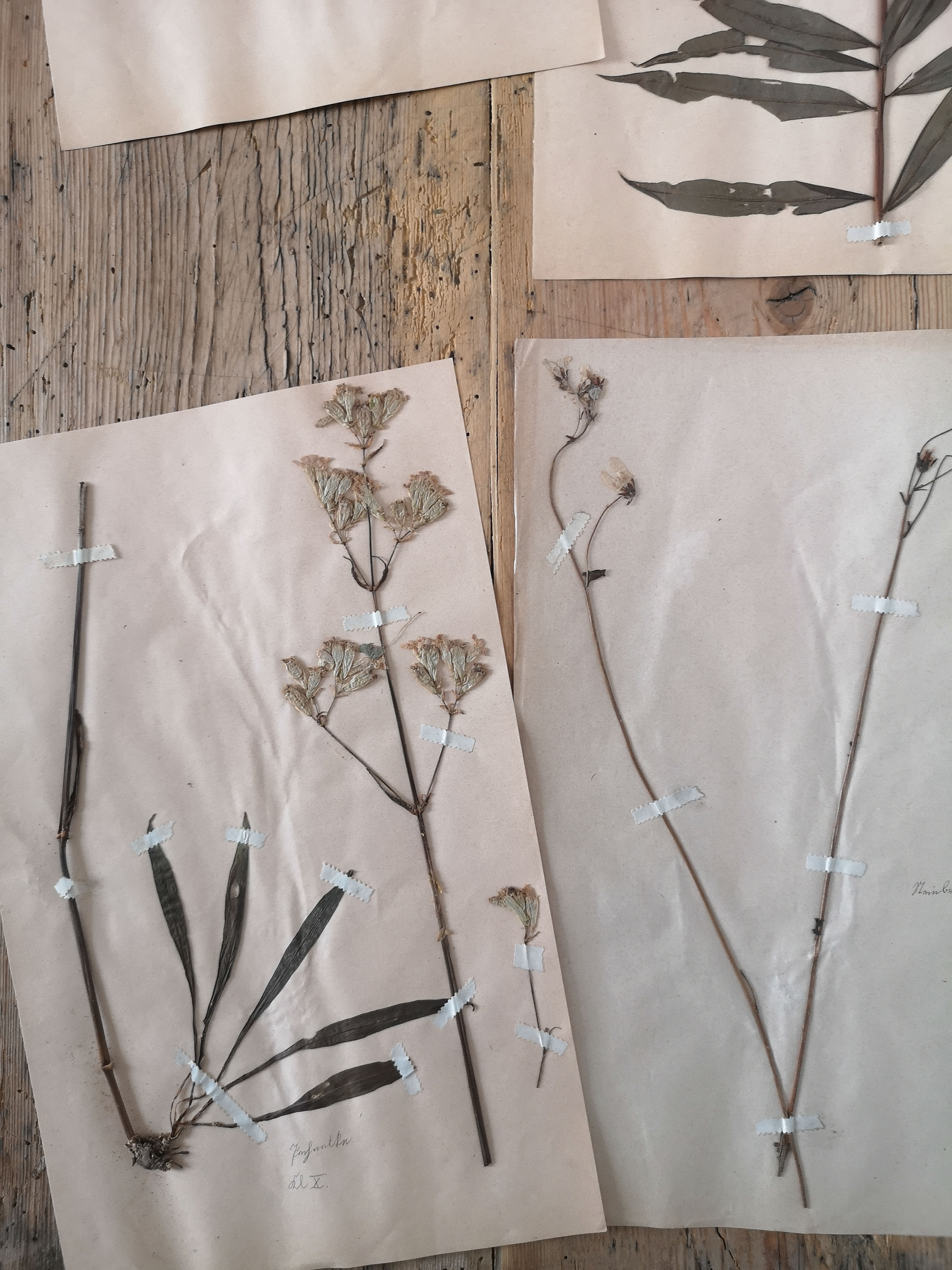 Ancient herbarium boards