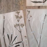 Ancient herbarium boards
