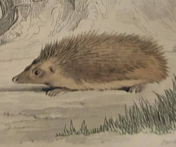 Original Zoological Plate "Guinea Pig, Mole,... - Buffon 1836