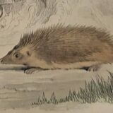 Original Zoological Plate "Guinea Pig, Mole,... - Buffon 1836