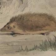 Original Zoological Plate "Guinea Pig, Mole,... - Buffon 1836