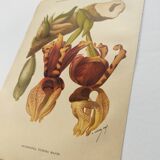 Botanical engraving from 1897 - Stanhopea Tigrina - Original plate A.Lefevre
