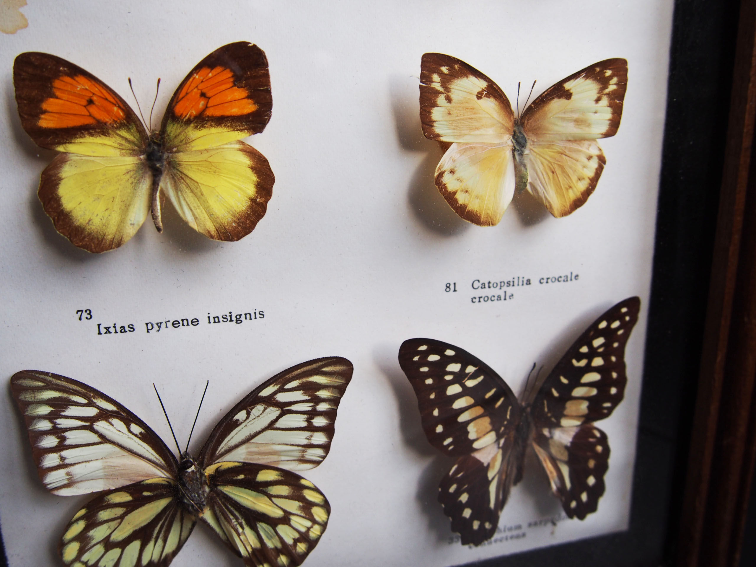 Boite de 6 papillons