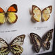Boite de 6 papillons